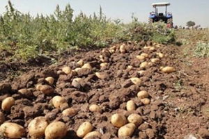 Fiyatlar Düştü, Patates Hasadı Ertelendi