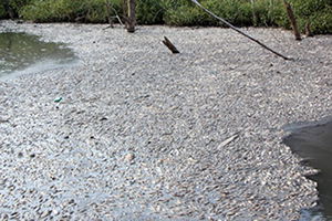 Kirlilik Yüzünden Binlerce Balık Telef Oldu