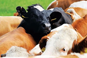 Güney Amerika`dan 72 Bin 500 Dana Geliyor