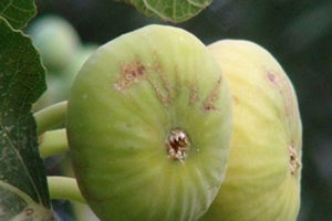 Gurs İnciri Yetiştiricilerin Yüzünü Güldürdü