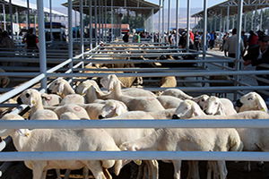 Canlı Hayvan Pazarına Hastalık Önlemi