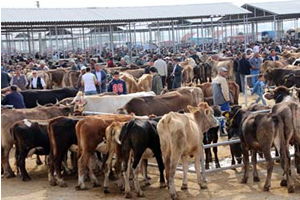 Samsun`da Şap Hastalığı Kontrol Altına Alınınca Hayvan Pazarları Açıldı