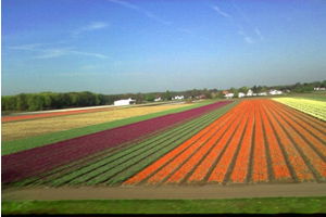 Tarımda Hollanda`dan Dersler Çıkarılabiliriz