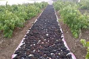 Horozkarası Üzüm Kurutulmaya Başlandı