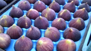 İlk Siyah İncir İhracatı Almanya`ya