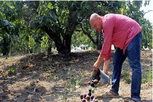 İncirlerin Ziyan Olduğunu Görünce Kahroluyoruz