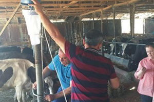 İneklere `Sinek Kapanı`