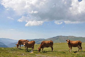 Islah Amaçlı Hayvan Yetiştirici Birliklerine Düzenleme