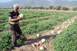İsyan Eden Üreticiler Ürünlerini Parçaladı