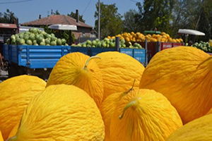 Karpuz Kavun Çiftinin Yüzünü Güldürdü