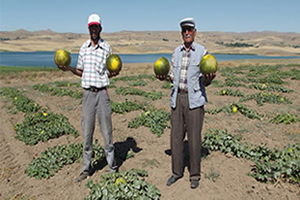 Kavuna Alternatif Kışlık Soğan