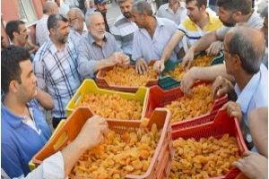 Kayısı Üreticisi Piyasayı İzlemeli