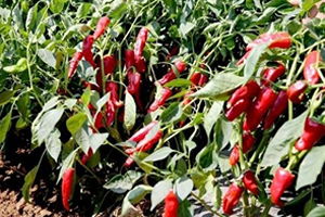 Kırmızı Altın`da Bu Yıl Hasat Buruk Başladı