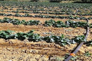 Kornişon Salatalığın Fiyatı da Verimi de Yüz Güldürüyor