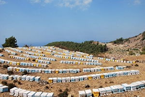 Kuraklığı Fark Eden Arılar Bal ve Oğul Verimini Kesti