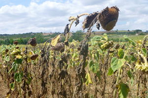 Kuraklık Ayçiçeği Üreticisini Vurdu