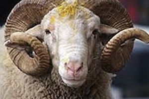 Kurbanlık Fiyatları Arttı
