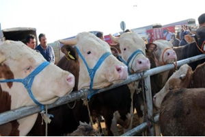 Kurbanlık Fiyatları Bu Yıl Yüzde 20 Zamlı