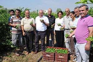 Limonun Fiyatı Yüz Ekşitiyor