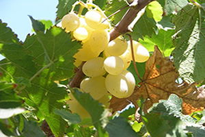 Manisa Üzüm Salkımlarını Yağmur Çürüttü