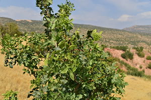Binlerce Menengiç Ağacına 14 Bin 500 Göz Fıstık Aşısı Yapıldı