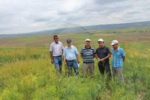 Yozgat`ta Mercimek Marka Oluyor