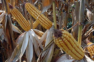 Mısır Ekim Alanı ve Üretimi Düştü