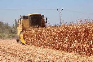 Mısır Üreticilerinin Yüzü Gülüyor