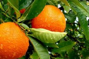 2 Bin 500 Ton Civarında Narenciye Ürünü Hasat Edilemedi