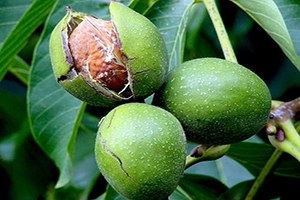 Neden Ceviz Yatırımı?