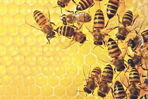 Organik Arıcılık Yapana Kovan Başına Destek