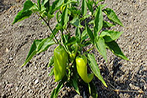 Organik Logosu Olmayan Ürünleri Satın Almayın