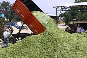 Paketlenmiş Silajlık Mısıra Çiftçiden Büyük İlgi