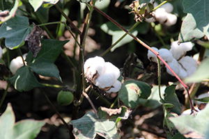 Pamukta Rekolte Beklentisi 140 Bin Ton