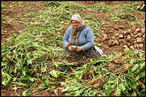 Pancar Çiftçisine Avans Ödemesi Yapılacak