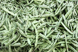 Pazaryeri Boncuğunun Hasadı Başladı