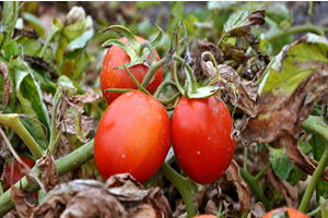 Salçalık Domatesi Hastalık Vurdu