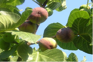 Bursa Valiliği, Ethephon`a Savaş Açtı