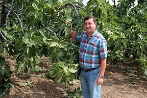 Bursa`da Siyah İncir Üreticileri Zarar Ediyor