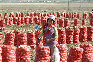Soğan Üreticisi İhracattan Umut Bekliyor