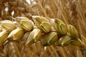 Soğuğa Dayanıklı Buğday Tohumuyla Verimi 2 Kat Arttırdılar