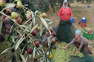 Çiftçiye Zeytin Sineği Uyarısı
