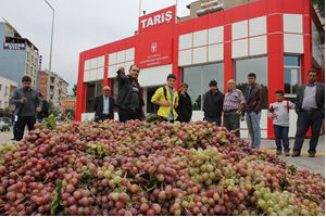 Tariş İşçileri Greve Başladı