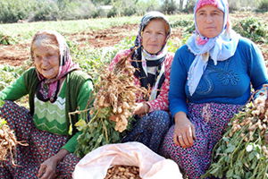 Taze Yer Fıstığının Kilosu 6 Liradan Satılıyor