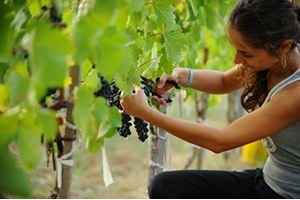 Kardinal Üzümü Sofralara Hazır