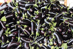 Tescilli Patlıcanın Rekoltesinde Yüzde 100 Artış