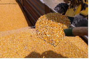 TMO, Mısır Alımına Başlıyor