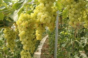 Üreticinin Yüzünün Gülmesi İçin Ar-Ge Yapıyorlar