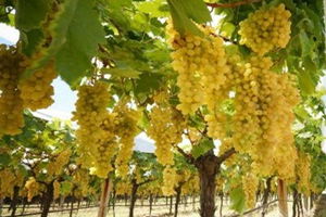 Üzümcüler Devlet Desteği İstiyor