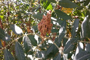 Yabani Sumak Ekonomiye Kazandırılmalı